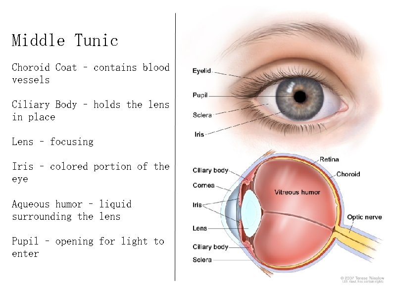 Middle Tunic Choroid Coat – contains blood vessels Ciliary Body – holds the lens