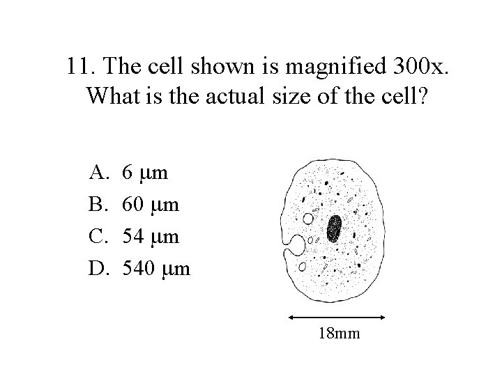 11. The cell shown is magnified 300 x. What is the actual size of