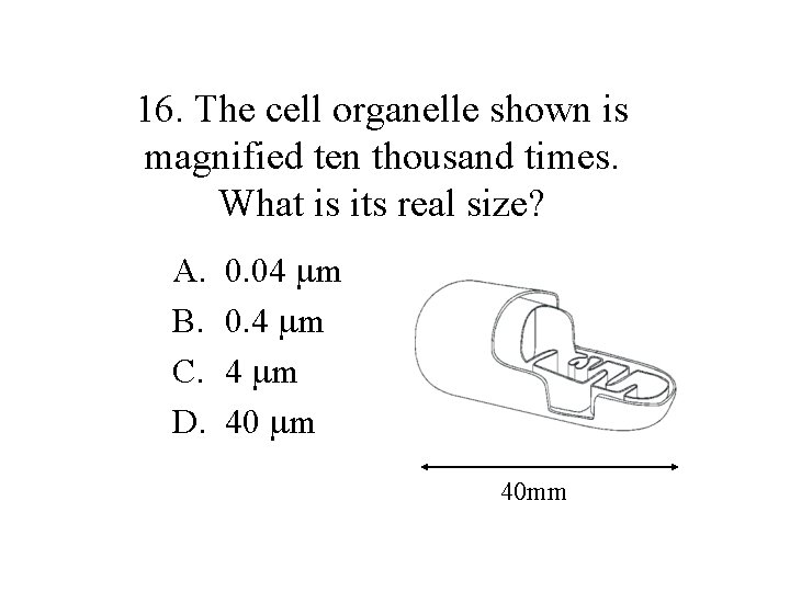 16. The cell organelle shown is magnified ten thousand times. What is its real