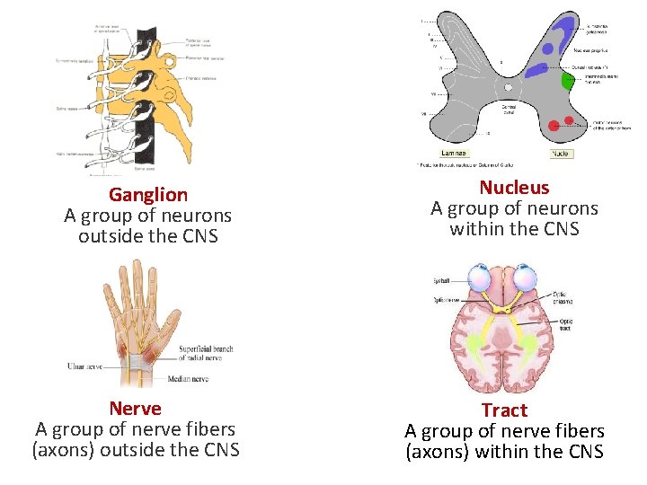 Ganglion A group of neurons outside the CNS Nerve A group of nerve fibers