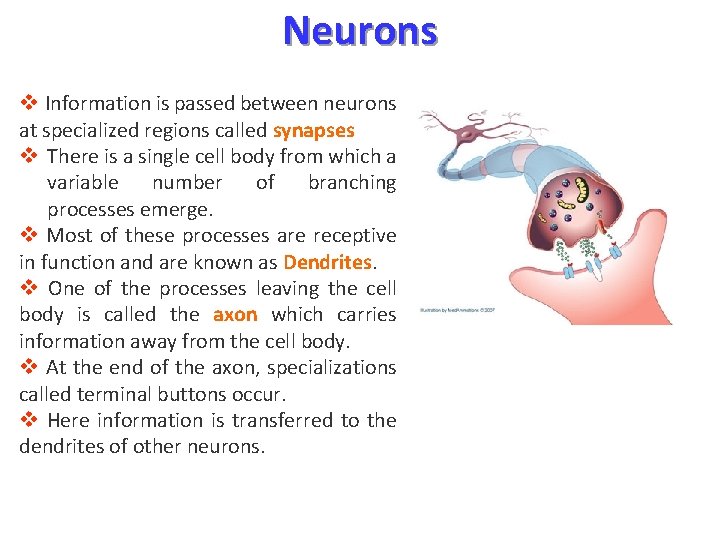 Neurons v Information is passed between neurons at specialized regions called synapses v There