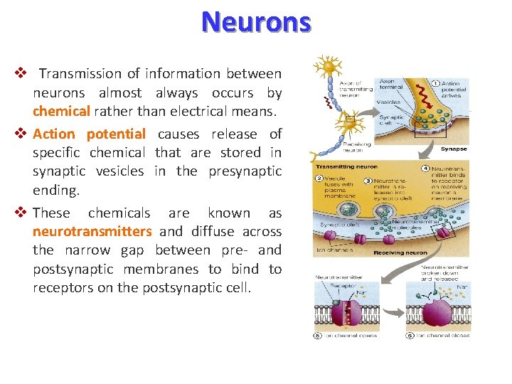 Neurons v Transmission of information between neurons almost always occurs by chemical rather than