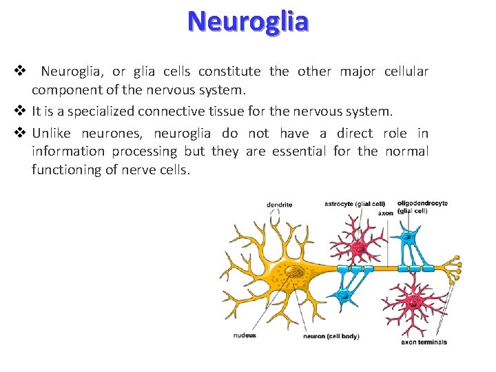 Neuroglia v Neuroglia, or glia cells constitute the other major cellular component of the