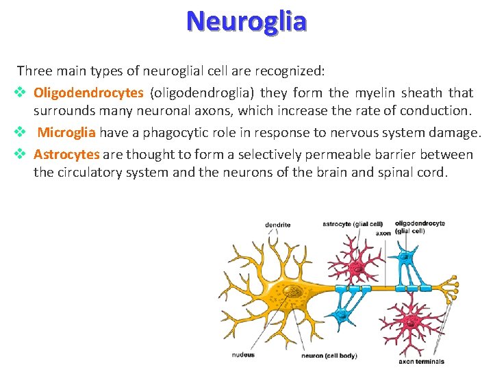 Neuroglia Three main types of neuroglial cell are recognized: v Oligodendrocytes (oligodendroglia) they form