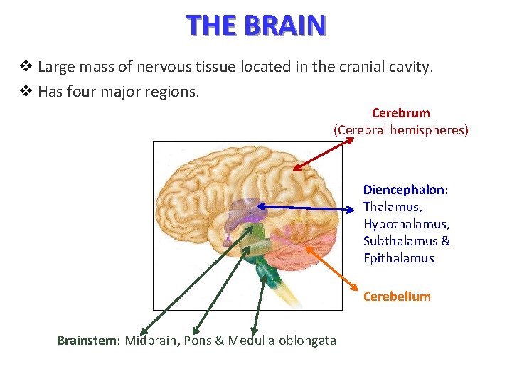 THE BRAIN v Large mass of nervous tissue located in the cranial cavity. v
