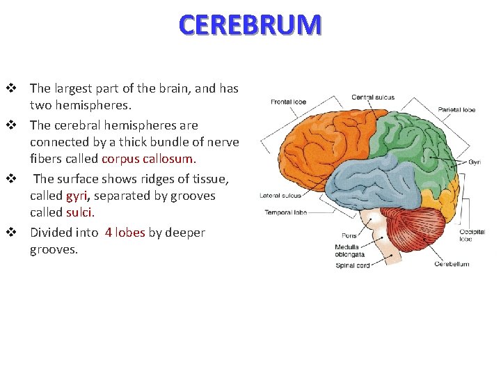 CEREBRUM v The largest part of the brain, and has two hemispheres. v The