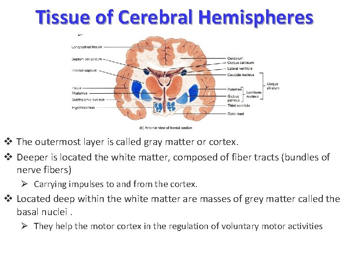 Tissue of Cerebral Hemispheres v The outermost layer is called gray matter or cortex.