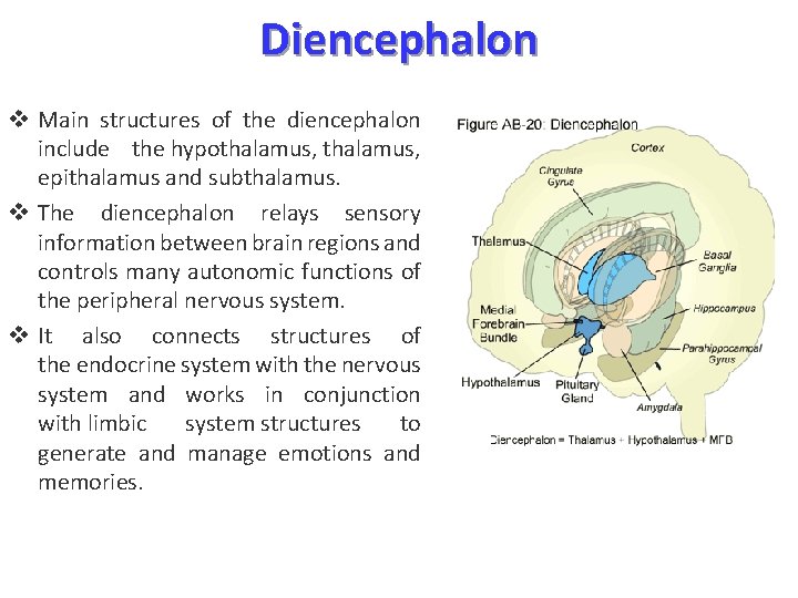 Diencephalon v Main structures of the diencephalon include the hypothalamus, epithalamus and subthalamus. v