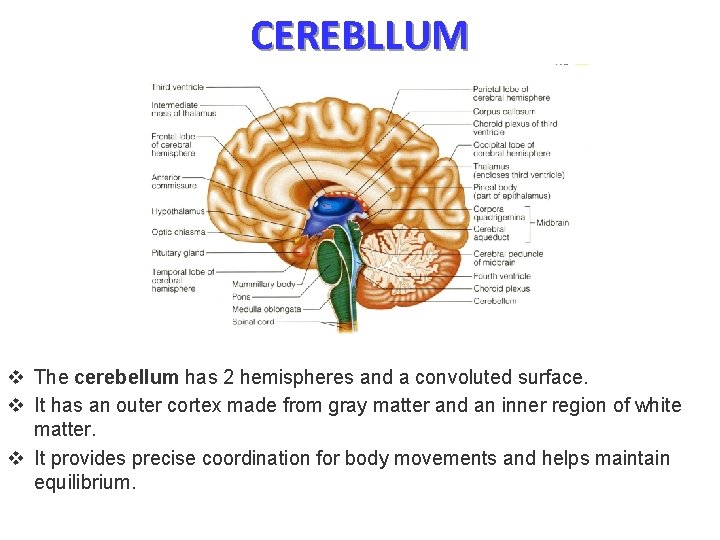 CEREBLLUM v The cerebellum has 2 hemispheres and a convoluted surface. v It has