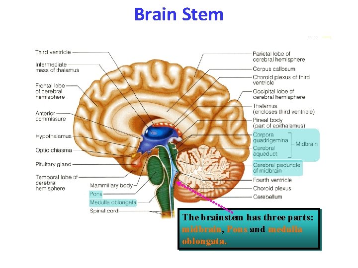 Brain Stem The brainstem has three parts: midbrain, Pons and medulla oblongata. 
