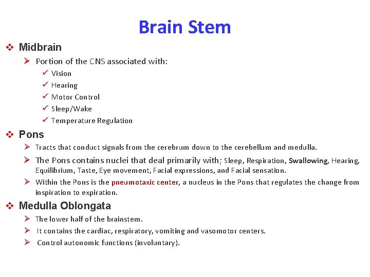 Brain Stem v Midbrain Ø Portion of the CNS associated with: ü ü ü