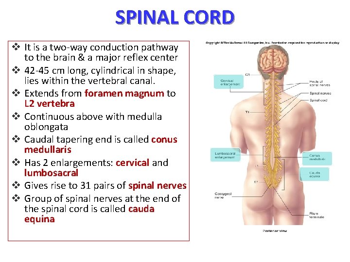 SPINAL CORD v It is a two-way conduction pathway to the brain & a