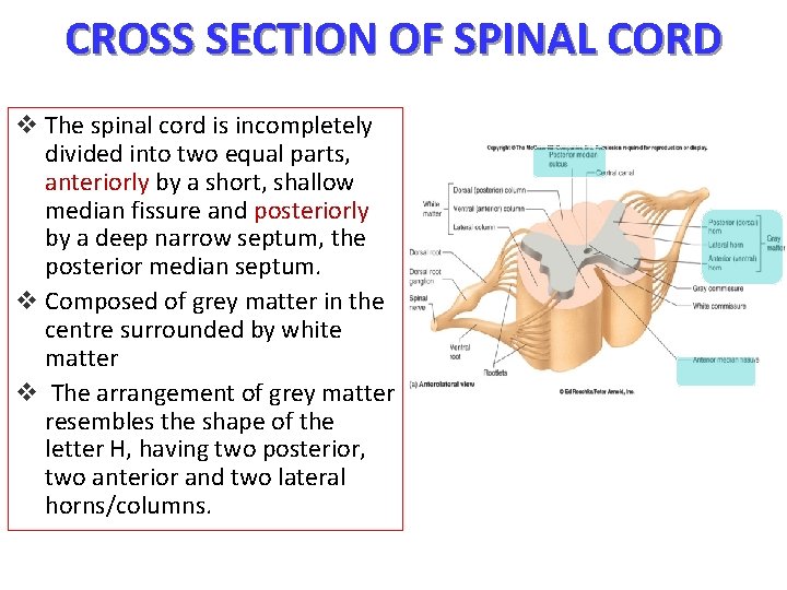 CROSS SECTION OF SPINAL CORD v The spinal cord is incompletely divided into two