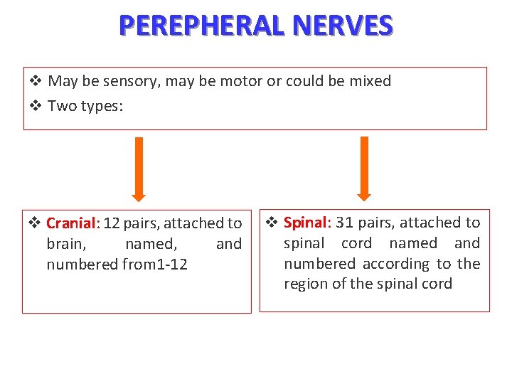PEREPHERAL NERVES v May be sensory, may be motor or could be mixed v