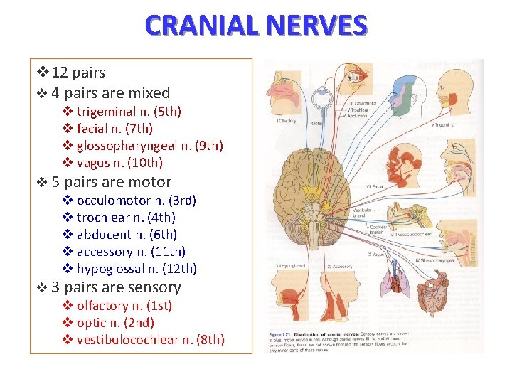 CRANIAL NERVES v 12 pairs v 4 pairs are mixed v trigeminal n. (5