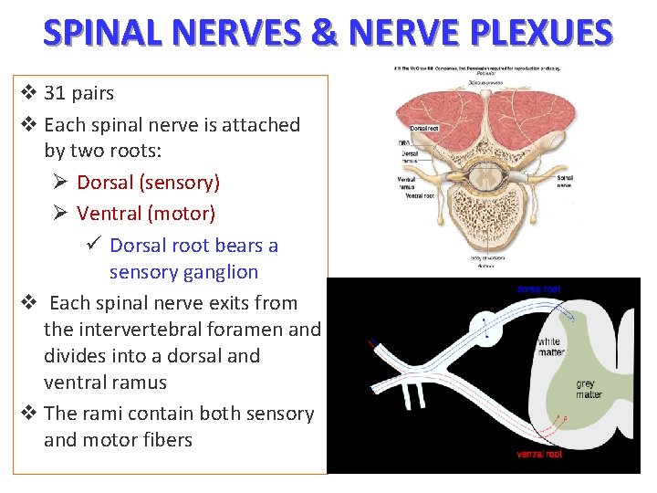 SPINAL NERVES & NERVE PLEXUES v 31 pairs v Each spinal nerve is attached