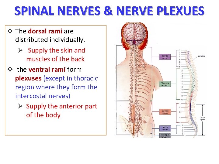 SPINAL NERVES & NERVE PLEXUES v The dorsal rami are distributed individually. Ø Supply