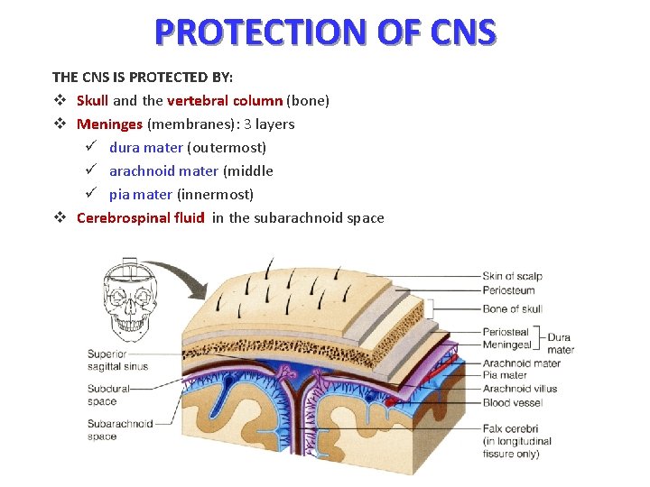 PROTECTION OF CNS THE CNS IS PROTECTED BY: v Skull and the vertebral column
