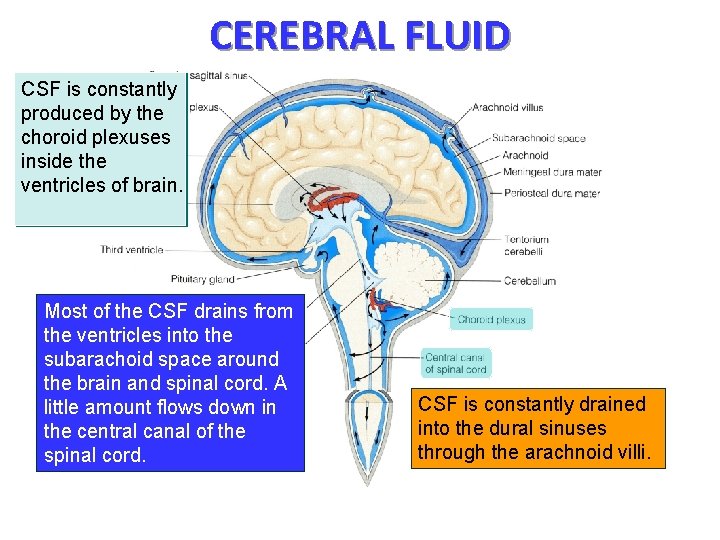 CEREBRAL FLUID CSF is constantly produced by the choroid plexuses inside the ventricles of