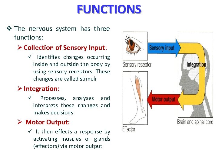 FUNCTIONS v The nervous system has three functions: Ø Collection of Sensory Input: ü