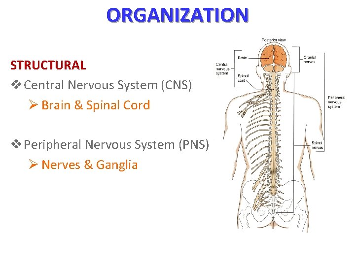 ORGANIZATION STRUCTURAL v Central Nervous System (CNS) Ø Brain & Spinal Cord v Peripheral