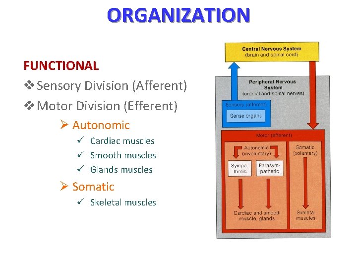 ORGANIZATION FUNCTIONAL v Sensory Division (Afferent) v Motor Division (Efferent) Ø Autonomic ü Cardiac