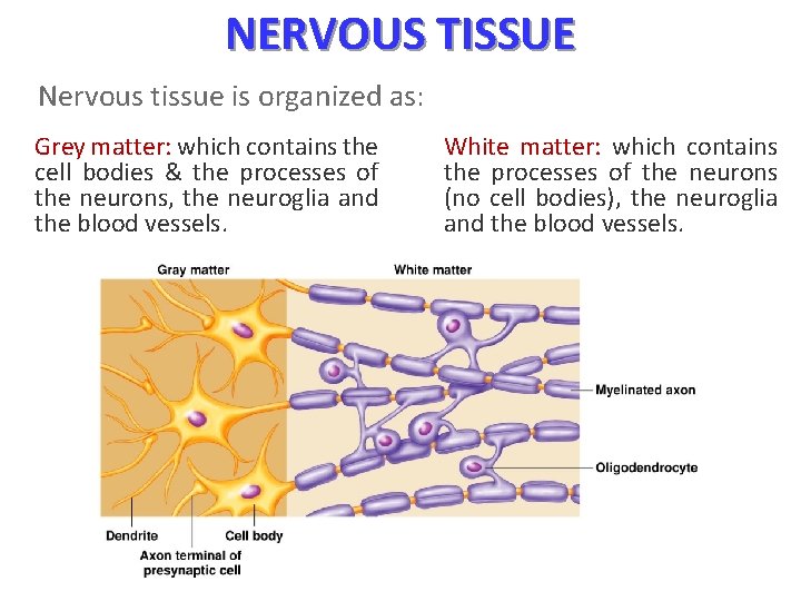 NERVOUS TISSUE Nervous tissue is organized as: Grey matter: which contains the cell bodies
