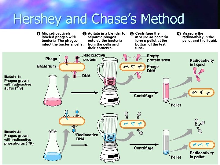 Hershey and Chase’s Method  Hershey and Chase’s Method