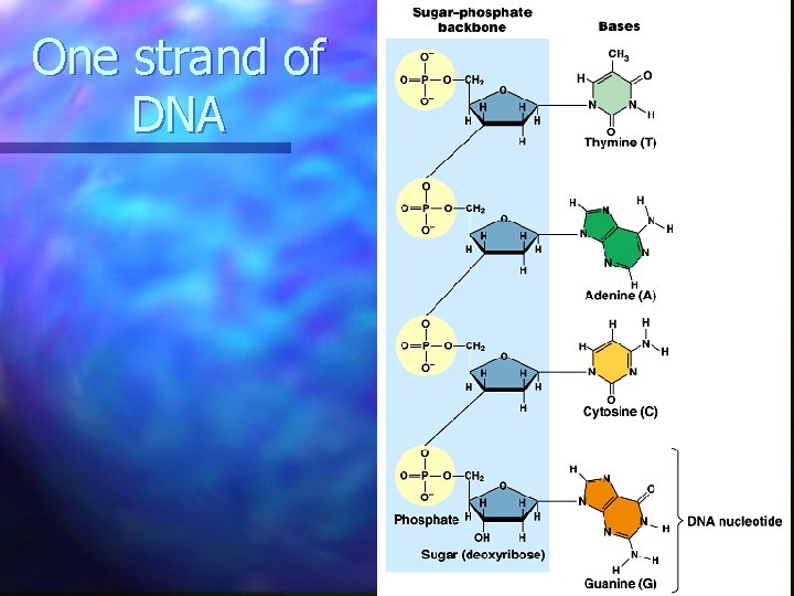 One strand of DNA  One strand of DNA