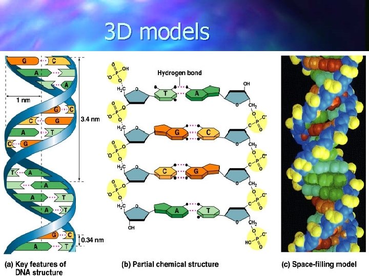 3 D models  3 D models