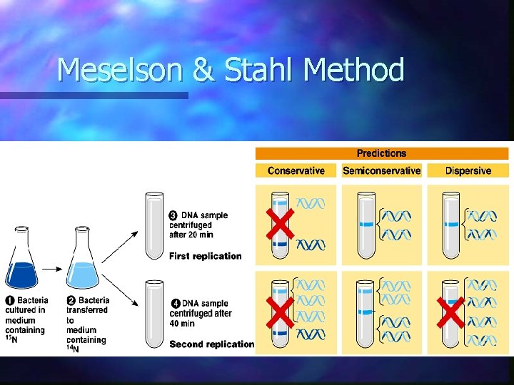 Meselson & Stahl Method  Meselson & Stahl Method