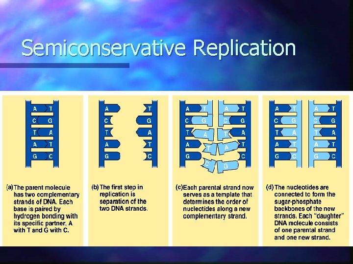 Semiconservative Replication  Semiconservative Replication