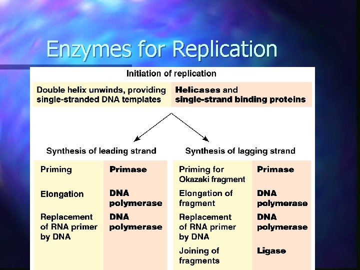 Enzymes for Replication  Enzymes for Replication