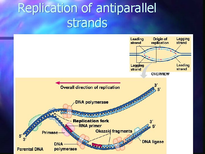 Replication of antiparallel strands  Replication of antiparallel strands