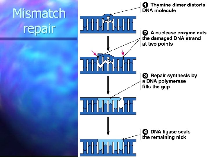 Mismatch repair  Mismatch repair