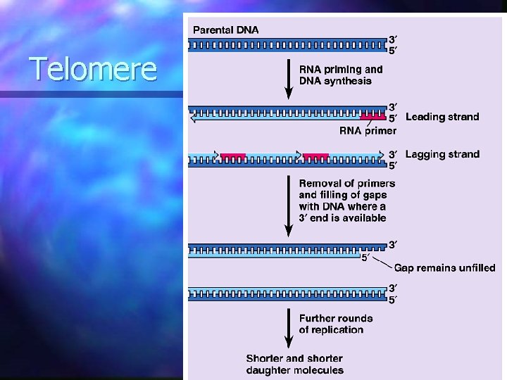 Telomere  Telomere