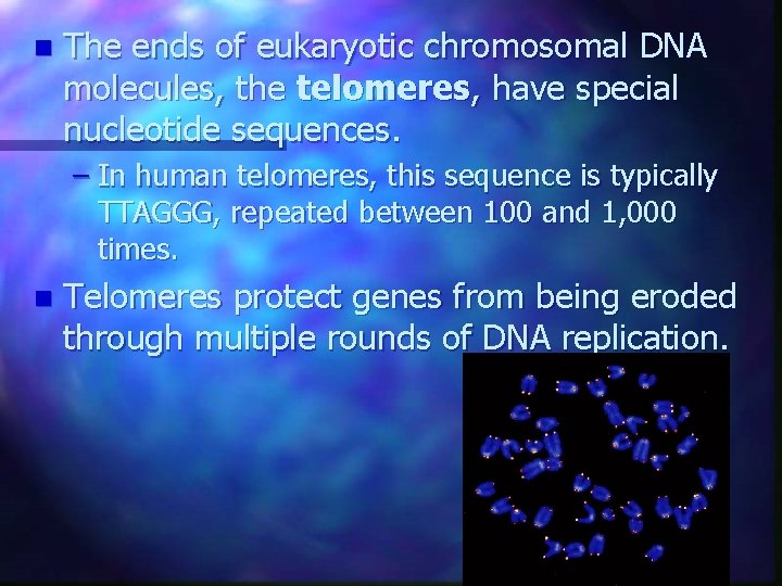 n The ends of eukaryotic chromosomal DNA molecules, the telomeres, have special nucleotide sequences. n The ends of eukaryotic chromosomal DNA molecules, the telomeres, have special nucleotide sequences.