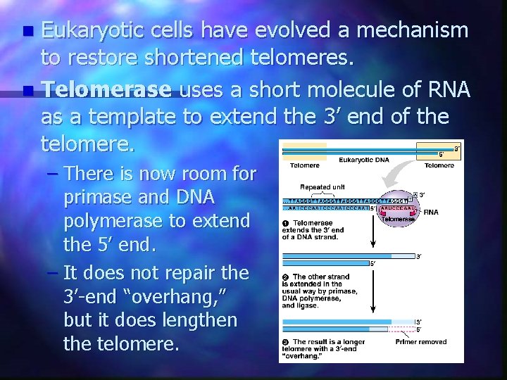 Eukaryotic cells have evolved a mechanism to restore shortened telomeres. n Telomerase uses a Eukaryotic cells have evolved a mechanism to restore shortened telomeres. n Telomerase uses a