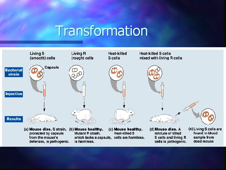 Transformation  Transformation