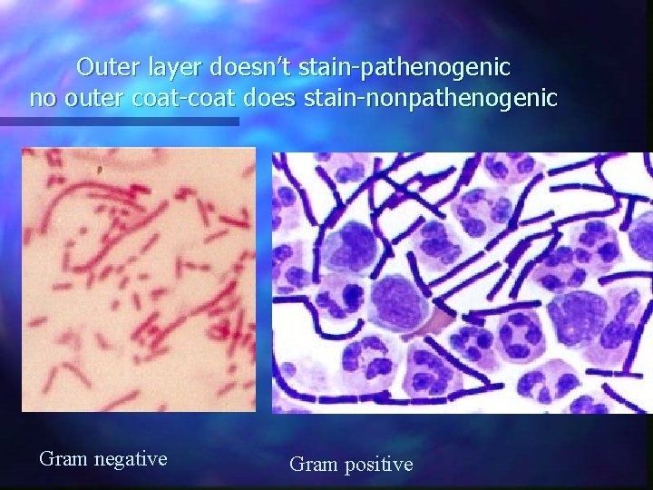 Outer layer doesn’t stain-pathenogenic no outer coat-coat does stain-nonpathenogenic Gram negative Gram positive  Outer layer doesn’t stain-pathenogenic no outer coat-coat does stain-nonpathenogenic Gram negative Gram positive