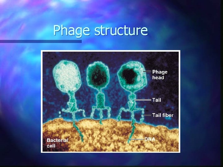Phage structure  Phage structure