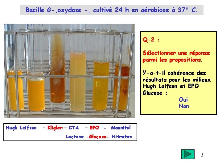 Bacille G-, oxydase -, cultivé 24 h en aérobiose à 37° C. Q-2 :