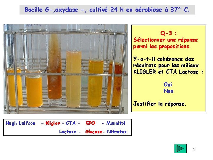 Bacille G-, oxydase -, cultivé 24 h en aérobiose à 37° C. Q-3 :