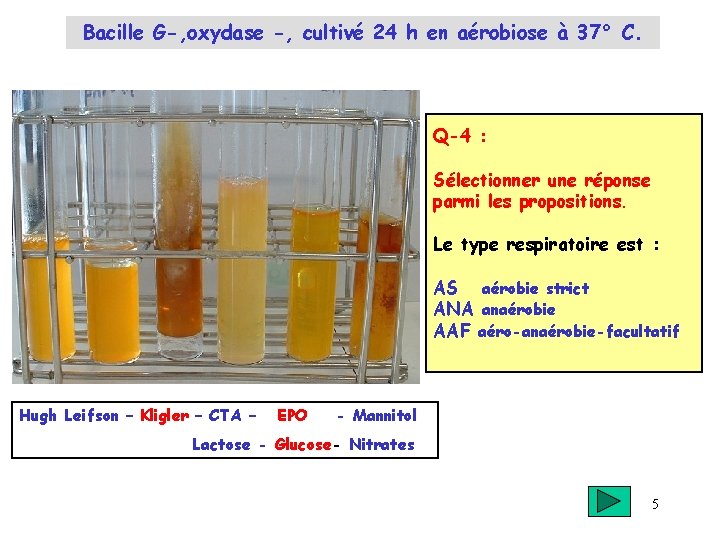 Bacille G-, oxydase -, cultivé 24 h en aérobiose à 37° C. Q-4 :