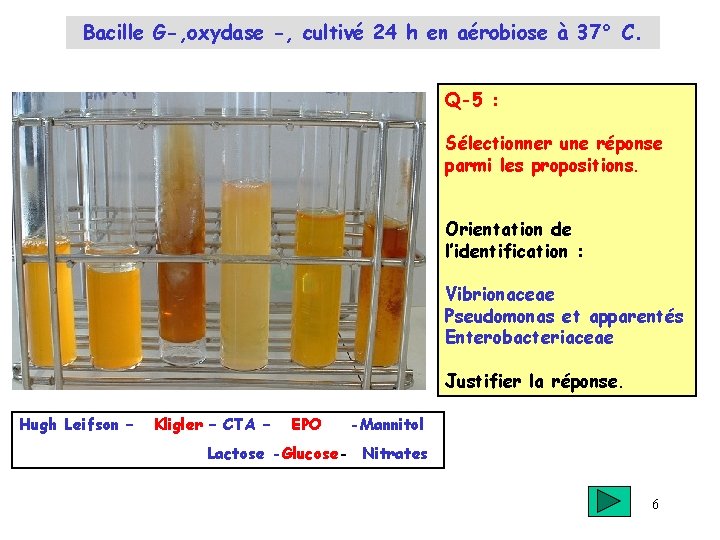 Bacille G-, oxydase -, cultivé 24 h en aérobiose à 37° C. Q-5 :