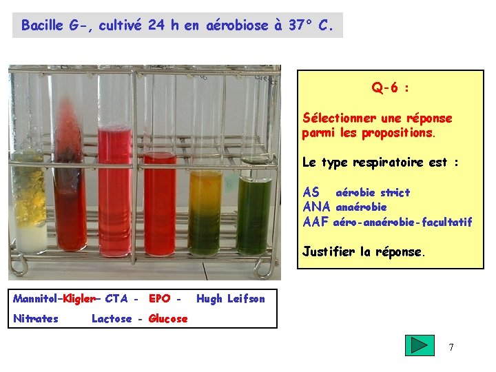 Bacille G-, cultivé 24 h en aérobiose à 37° C. Q-6 : Sélectionner une