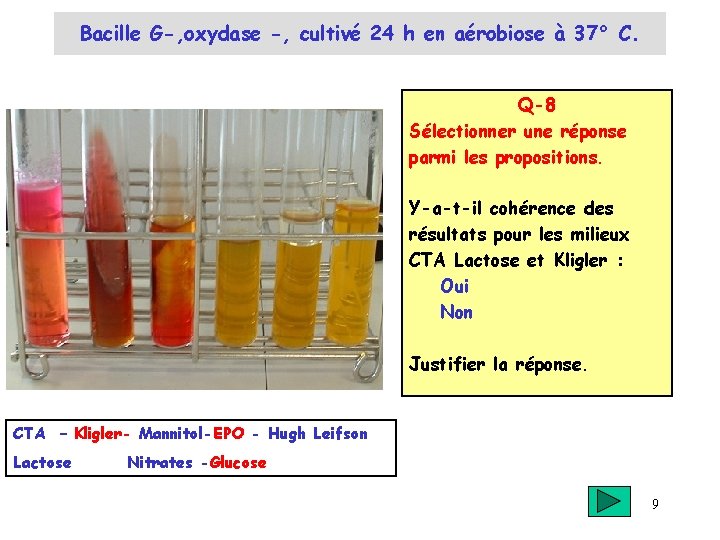 Bacille G-, oxydase -, cultivé 24 h en aérobiose à 37° C. Q-8 Sélectionner