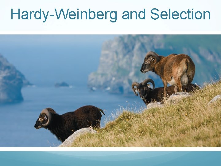 Hardy-Weinberg and Selection 