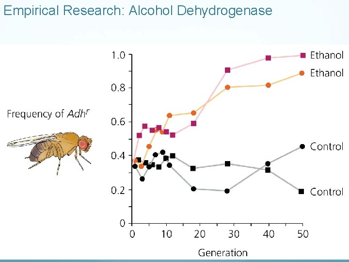 Empirical Research: Alcohol Dehydrogenase 