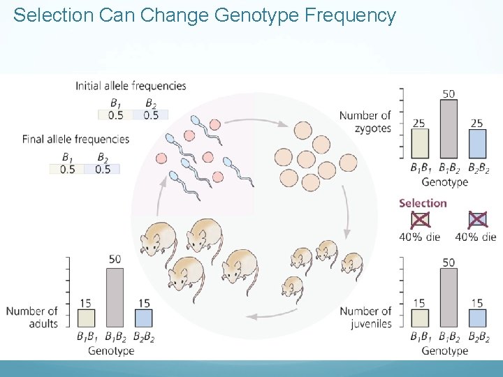 Selection Can Change Genotype Frequency 
